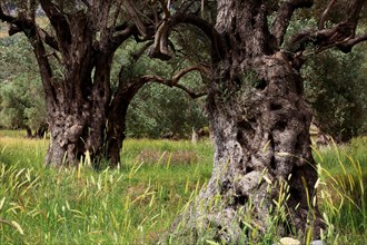 Old olive trees with thick trunks
