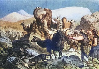 Transport of copper ore by llamas in the Cordilleras