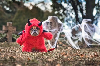 French Bulldog dog wearing red Halloween devil costume with fake arms holding pitchfork