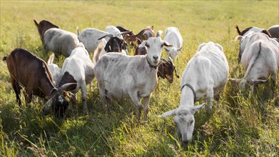Goats on land with grass