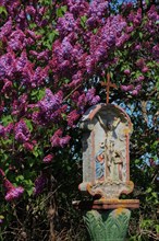 Wayside shrine in front of flowering lilacs near Hilders in the Rhoen