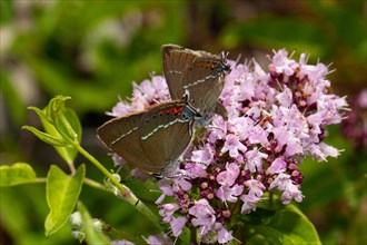 Blue spot hairstreak butterfly two butterflies sitting on pink blossom left looking