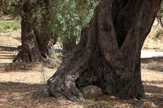 Thick trunk of an old olive tree