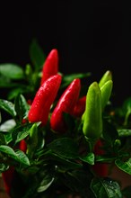 Macro photo of Jalapeno chili pepper