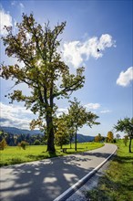 Autumn country road with oak Quercus)