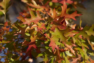 Leaves of a red oak in autumn