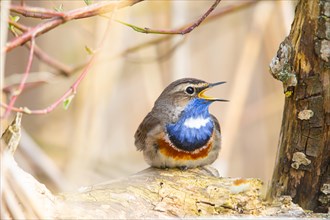 White-spotted bluethroat