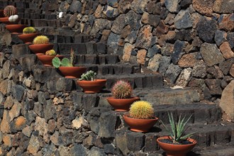 Cactus garden Jardin de Cactus near Guatiza