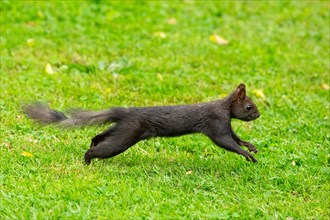 Squirrel stretched in green grass jumping right seeing