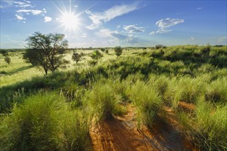 Wide landscape of the Kalahari desert