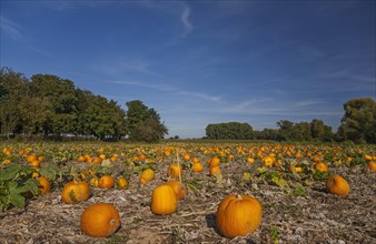 Pumpkin field with ripe pumpkins