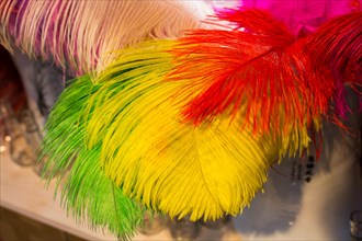Beautiful bird feathers for decorative purposes
