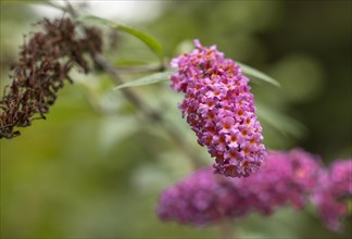 Pink Summer Lilac in Autumn