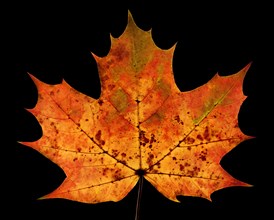 Autumn coloured maple