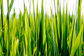 Photo of green grass