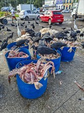 Vulturs eating fishbones in the market area of Belem
