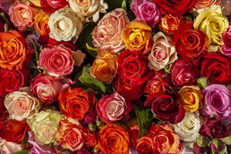 Many colourful rose petals
