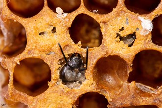 Honey bee hatching out of honeycomb cell