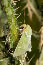 Green owl moth with closed wings hanging on green stalk seen left