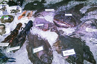 Various types of sea fish in a display