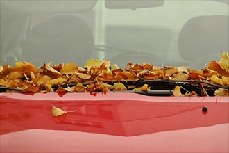 Autumn leaves on parked cars
