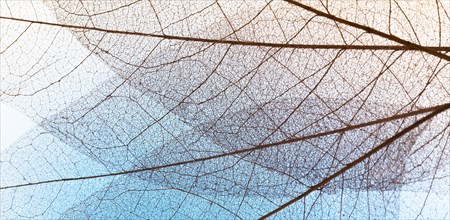 Flat lay transparent leaves lamina texture