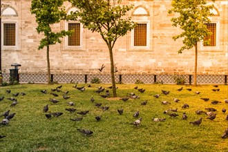 Pigeons in a park on grass. Calm