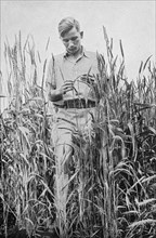Young farmer in a cornfield