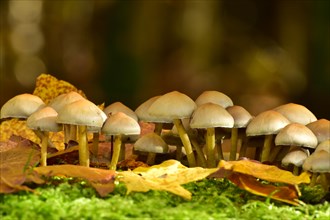 Sociable sulphurhead mushrooms