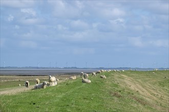 Coastal landscape with dike and sheep