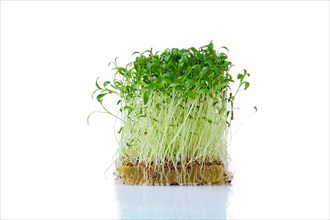 Fresh microgreens. Sprouts of cilantro isolated on white background