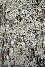 Moss lichens on a tree bark