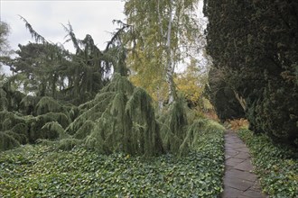 Juniper
