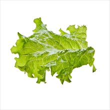 Fresh leaf of salad isolated on white background