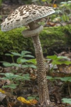 Parasol or giant parasol mushroom