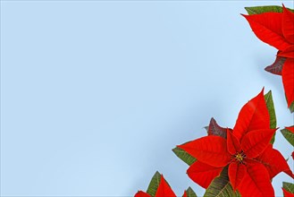 Red seasonal Poinsettia plants in corner of blue background with empty copy space
