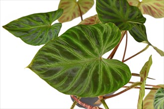 Velvet leaf of tropical 'Philodendron Verrucosum' houseplant on white background