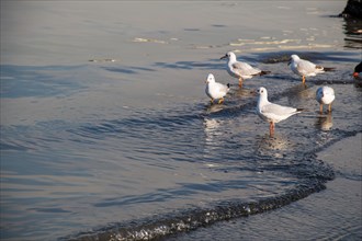 Seagulls live in the coastline in an urban environment