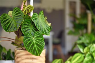 Beautiful topical 'Philodendron Verrucosum' houseplant with dark green veined velvety leaves in basket flower pot with copy space