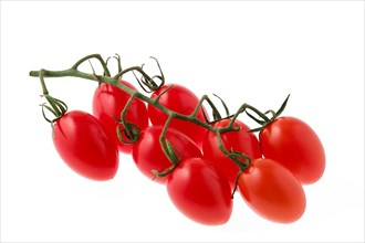 Cherry tomatoes on a branch isolated on white