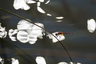 Red dragonfly holds on to a blade of grass. Transparent