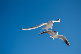 Pair of seagulls flying in the sky background