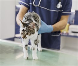 Close up doctor with stethoscope checking cat