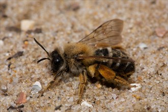 Red-legged sweat bee sitting on sand left sighted