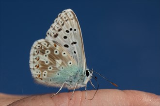 Silver-green blue butterfly with closed wings sitting on hand sucking right seeing against blue sky