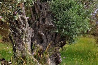 Old olive trees with thick trunks