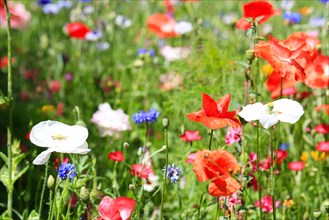 Colourful flower meadow with poppies and other wildflowers in the wild