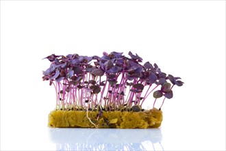 Fresh microgreens. Sprouts of purple basil isolated on white background