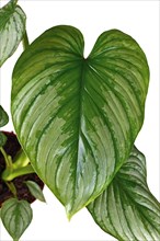 Leaf of tropical 'Philodendron Mamei' houseplant with with silver pattern on white background