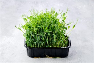 Fresh micro -green pea sprouts